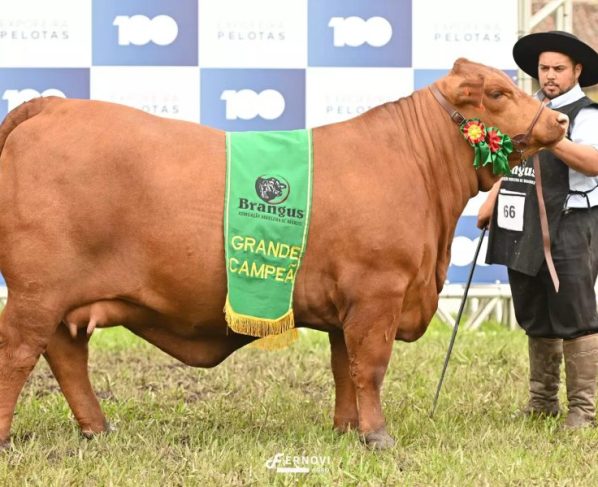 Recalada vence Grande Campeonato Brangus