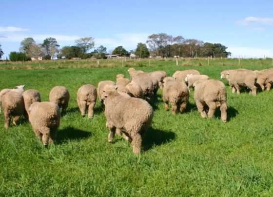 Scrapie trava exportações da ovinocultura