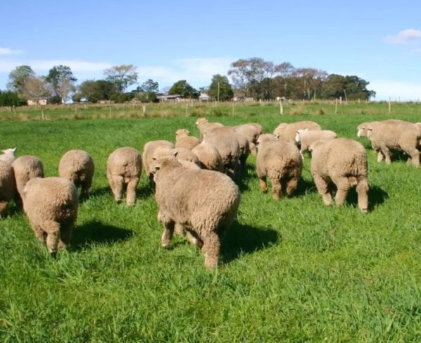 Scrapie trava exportações da ovinocultura