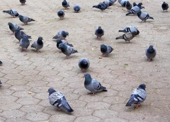 Vírus de Newcastle é encontrado em pombos em Santa Catarina