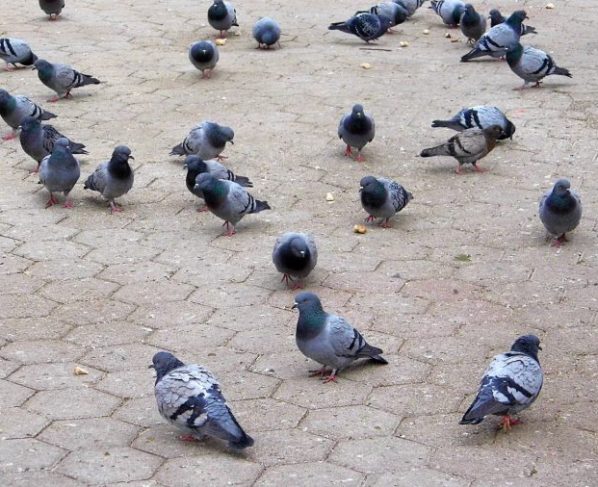 Vírus de Newcastle é encontrado em pombos em Santa Catarina